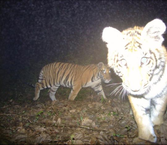 Tiger cub